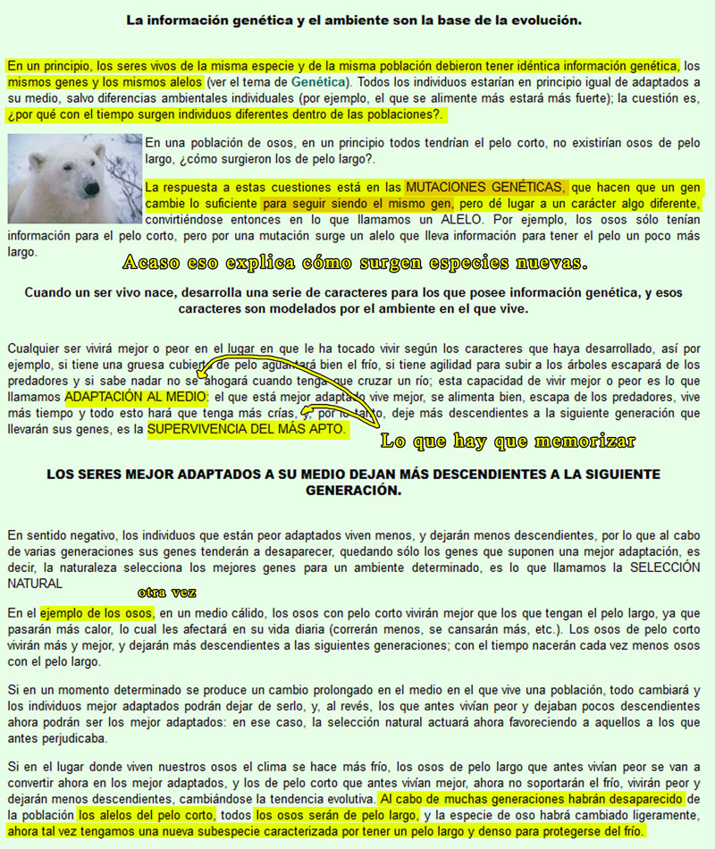 osos-peludos.jpg