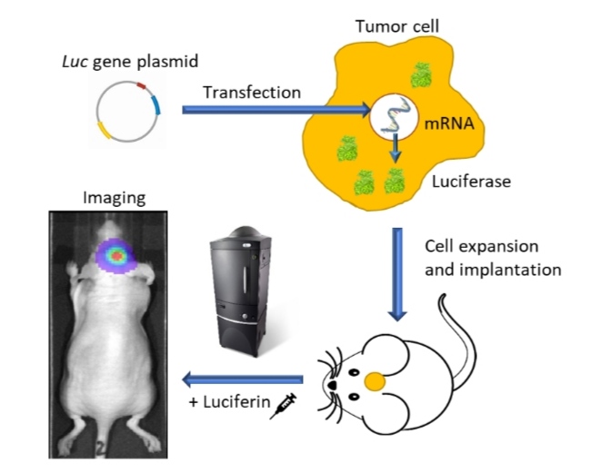 ¿Pretenden iluminarnos con las&nbsp;vacunas?